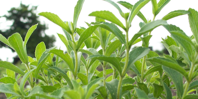 stevia