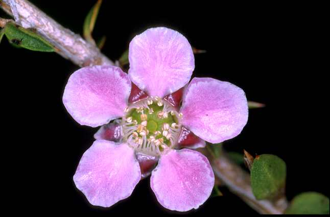 FIORE VIOLETTO