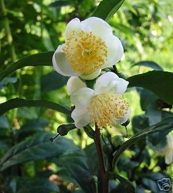 camelia-sinensis