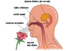 sistema-limbico-profumi