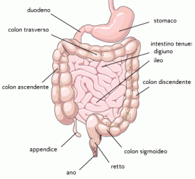 intestino-benessere