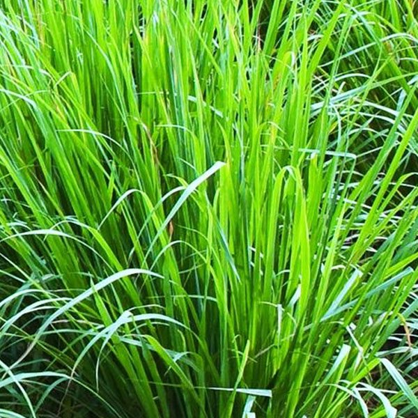 Pianta-Citronella-o-Lemon-Grass1