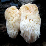 HERICIUM copy