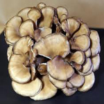 maitake copy