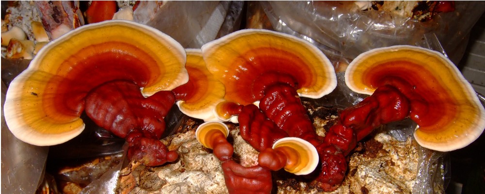 reishi (1)