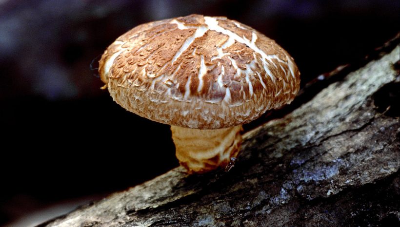 shiitake-1-820x466