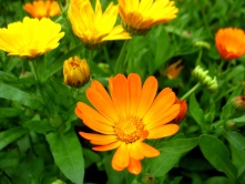 calendula2