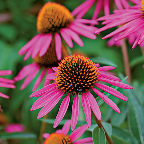 echinacea