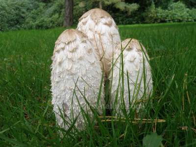 coprinus-comatus1