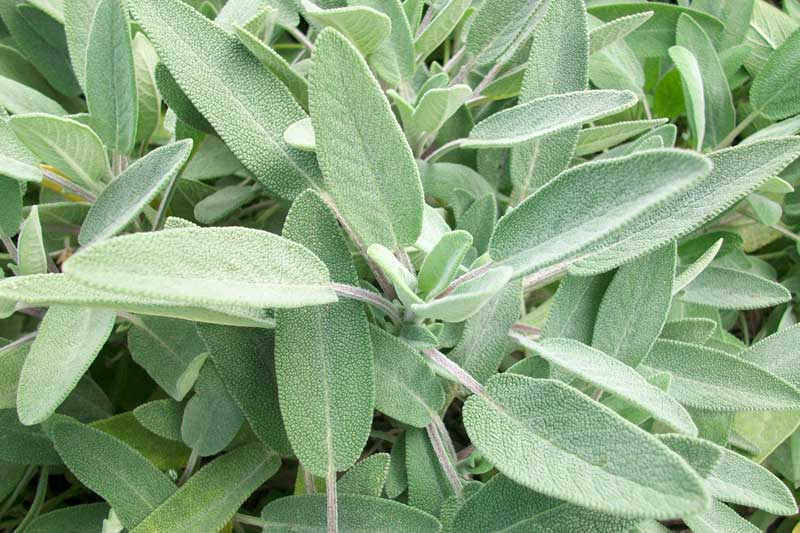 salvia-officinalis