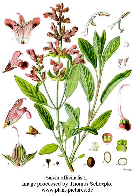 salvia_officinalis