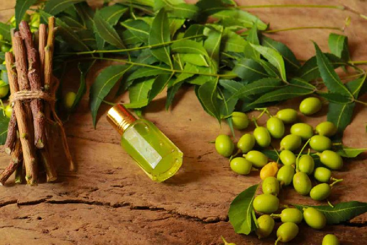 l-olio-di-neem-proprieta-e-benefici-di-un-potente-alleato-per-la-bellezza-500