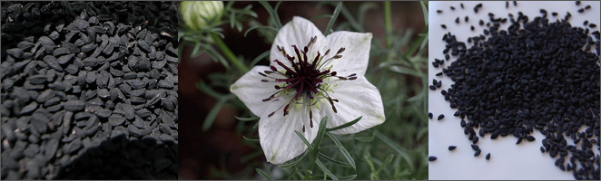 nigella-sativa-or-black-seeds