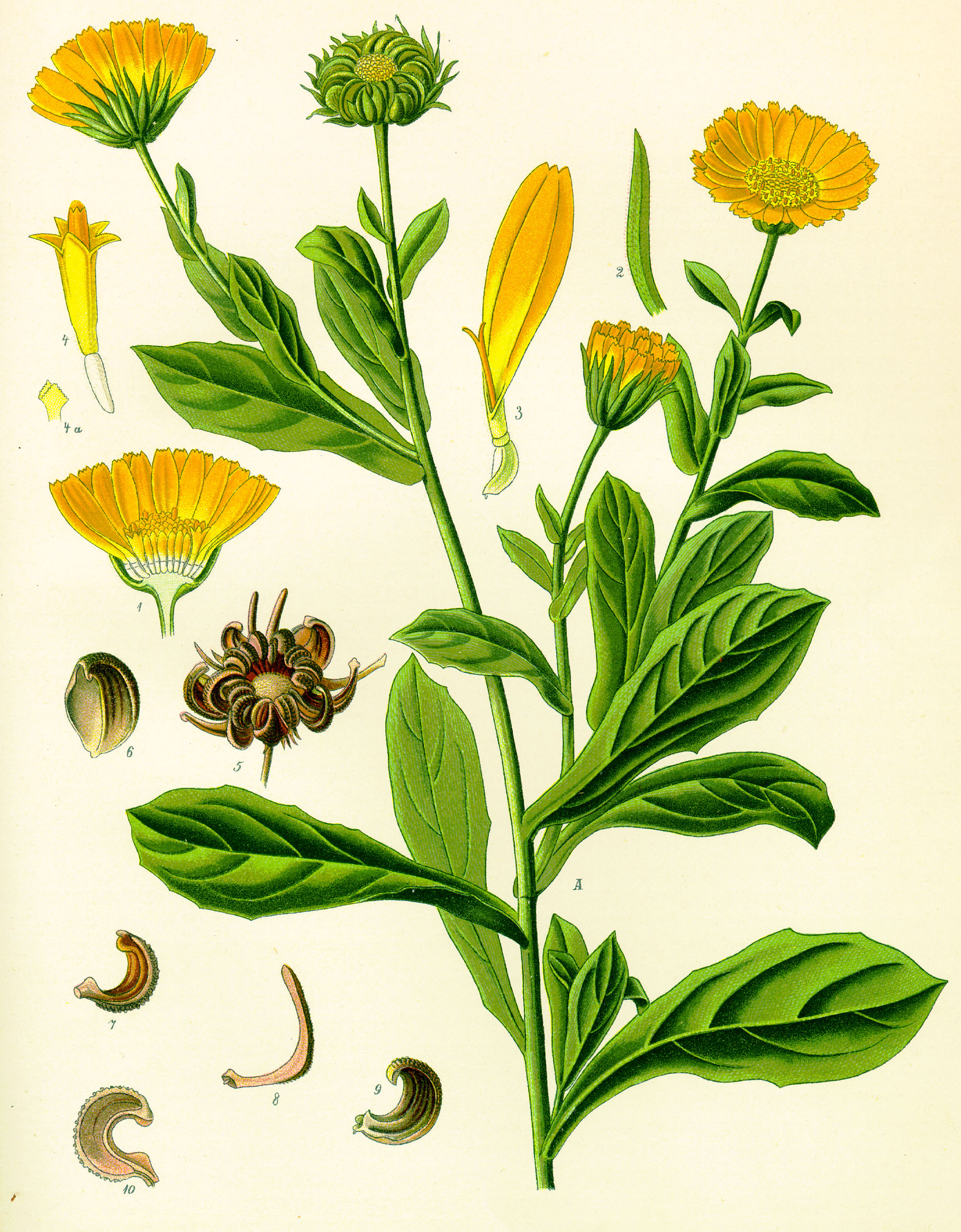 Calendula-officinale