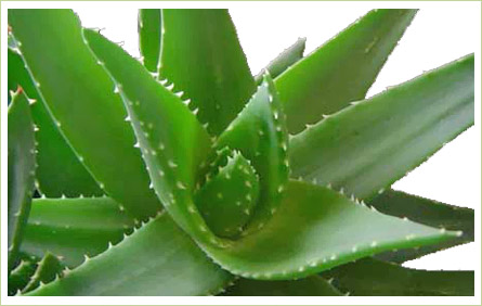 corona aloe vera