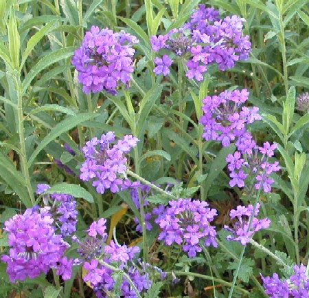 verbena_homestead_purple