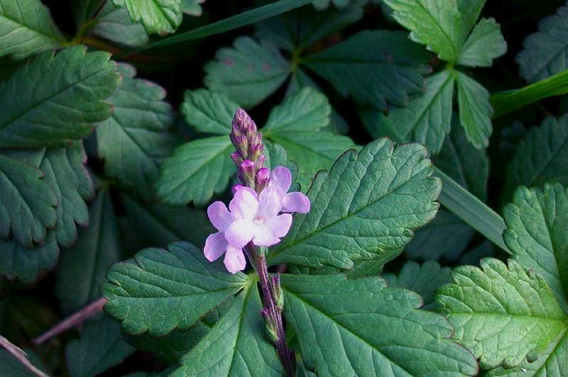 verbena_officinalis_AA