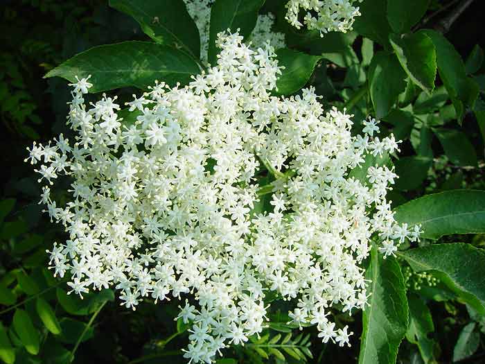 Sambucus-nigra-1