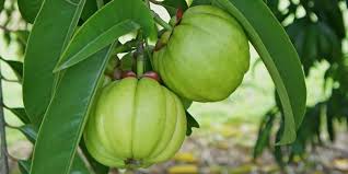 garcinia