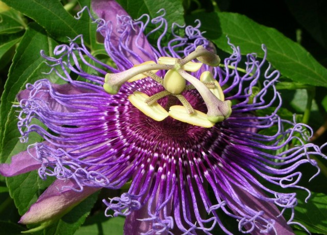 Passiflora-640x460