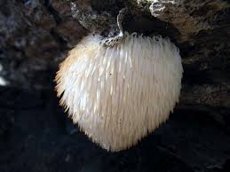 HERICIUM