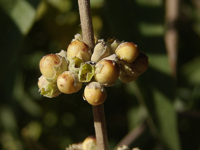 vitex_agnus-castus_7388_33314