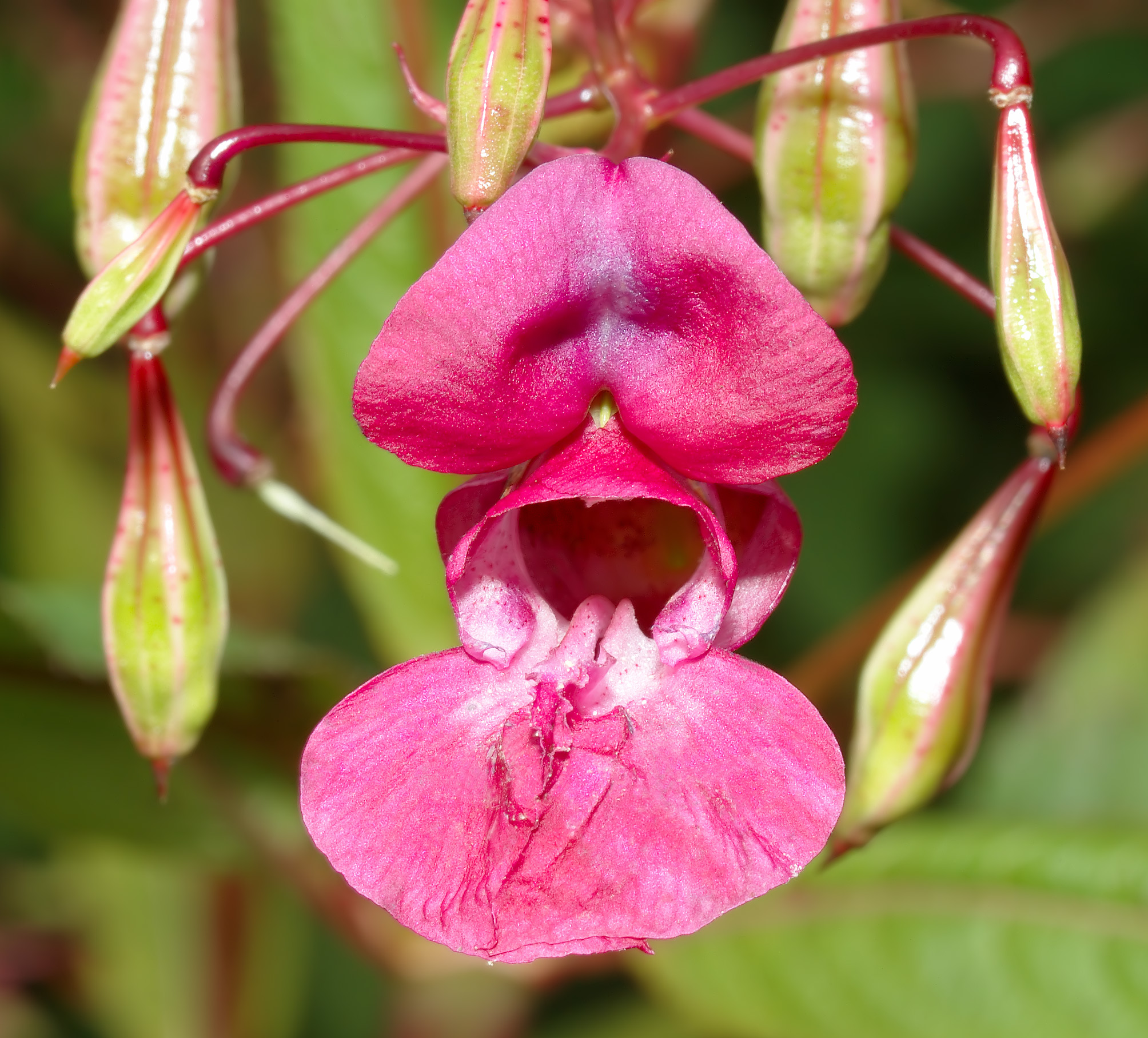 Impatiens_glandulifera_-_blossom_front_aka