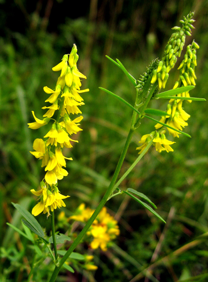 Melilotus altissimus 1-7-07 055