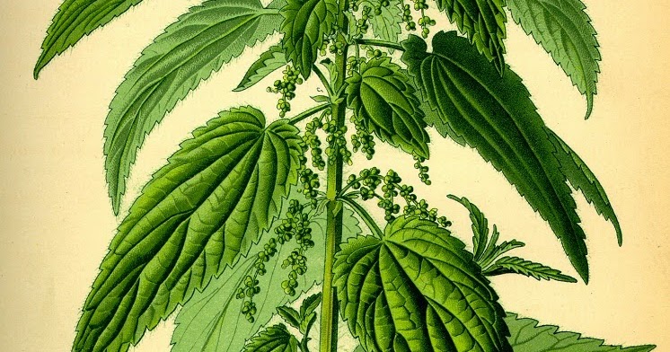 Urtica_dioica