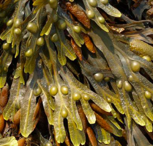 fucus-300x287
