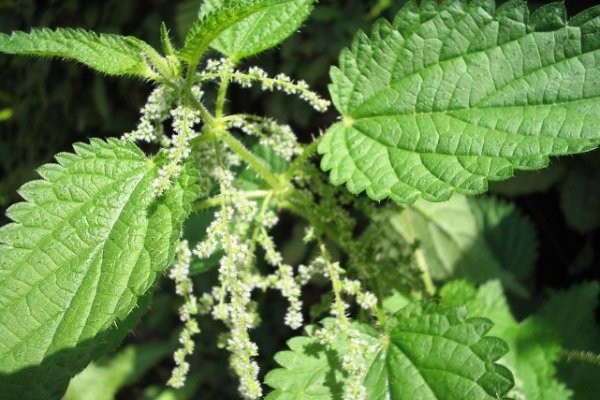 _images_Foto_Articoli_rimedi_naturali_erbe_officinali_ortica-depurarsi-600x400