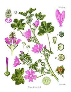 malva scheda botanica