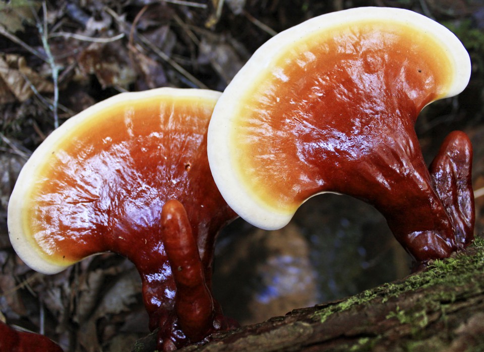 reishi