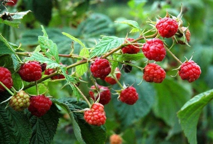 rubus_NG3