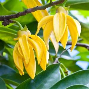 0001351_olio-essenziale-ylang-ylang-extra_300