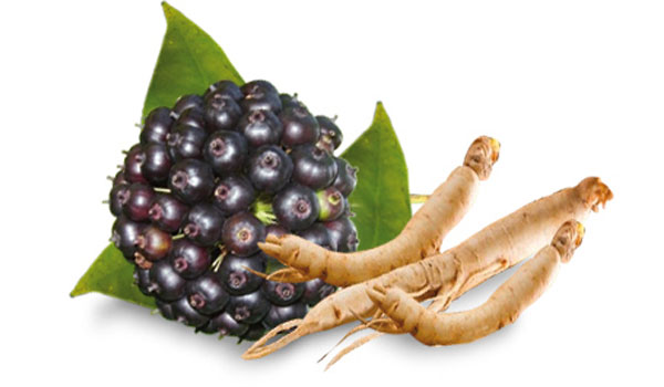 Siberian-Ginseng-1