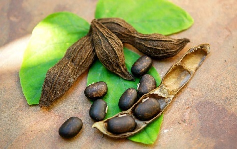 mucuna-parkinosn-semi-legume-studio-italiano-parkinsontool