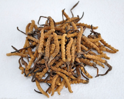 pile-of-cordyceps