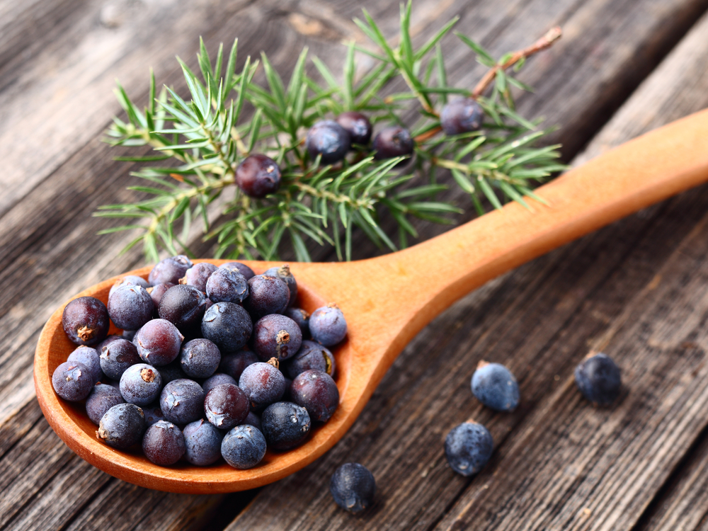 juniper-on-a-wooden-background-245236237