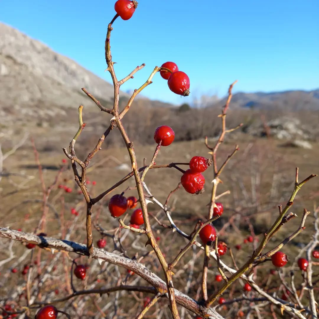 rosa canina abbruzzo