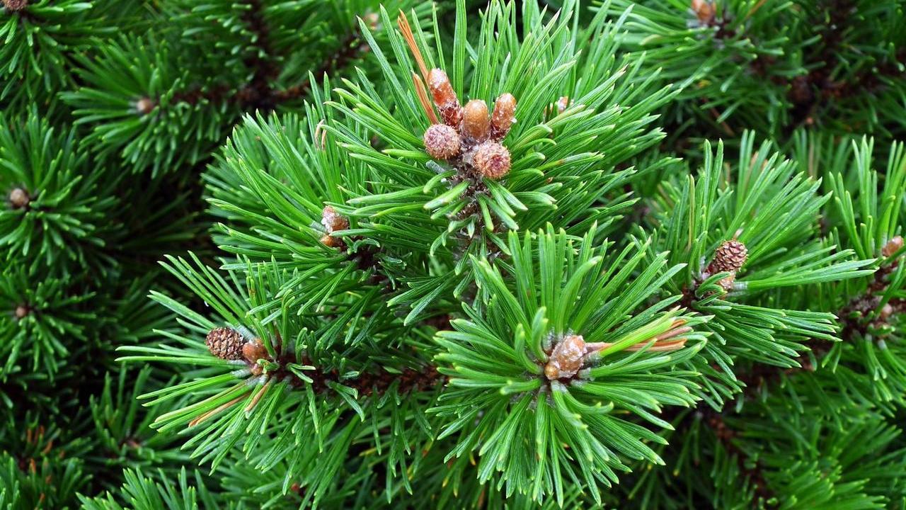 Pino-Mugo-Pinus-mugo-Turra